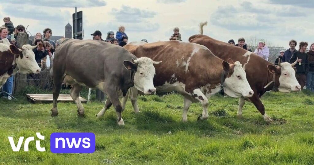 Cows come out of the stable after a long winter and enjoy the first day of spring on the meadow in Heverlee