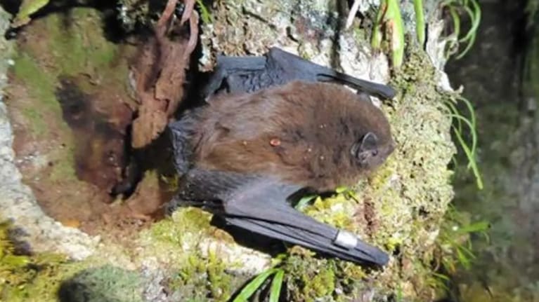 New Zealand's long-tailed bat (pekapeka-tou-roa) is on the edge of extinction. Photo: Department of Conservation