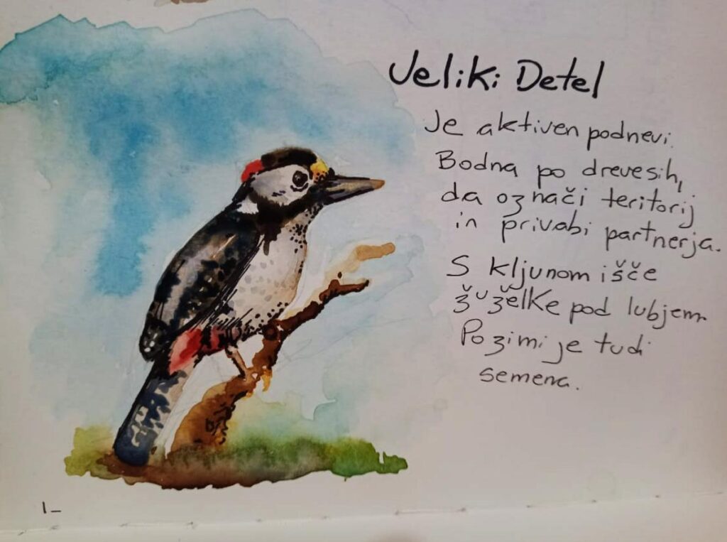 Veliki detel watercolor