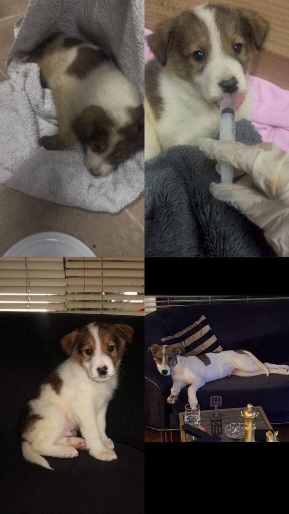 6-month-old male dog in Pristina needs adoption