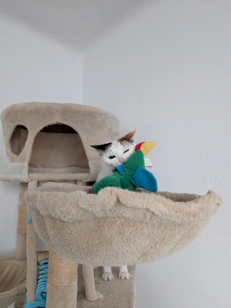 Do you remember the cat who was looking for a home? She found it! Here she is in the cat house.