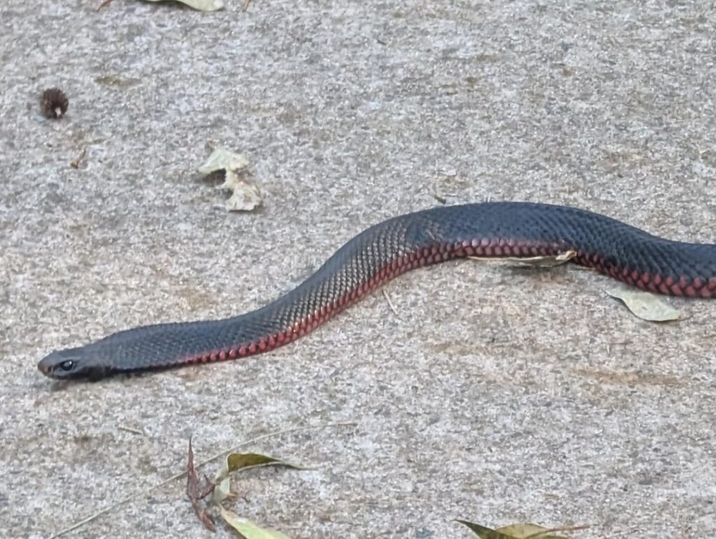 Made a friend while out biking with my kids today!