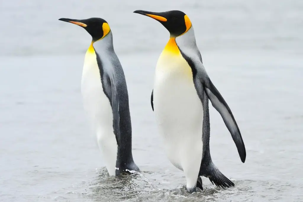 King penguin surprises scientists by adapting to global warming in a changing ecosystem