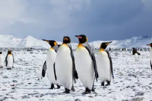 The king penguin surprises scientists by adapting to global warming in a changing ecosystem. Photo: Oceanwide Expeditions.
