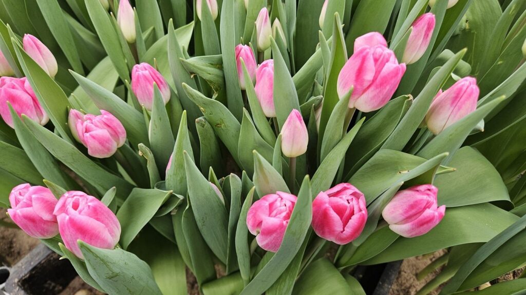 It should get warmer around Easter in Latvia / Article Tulpju audzētava
