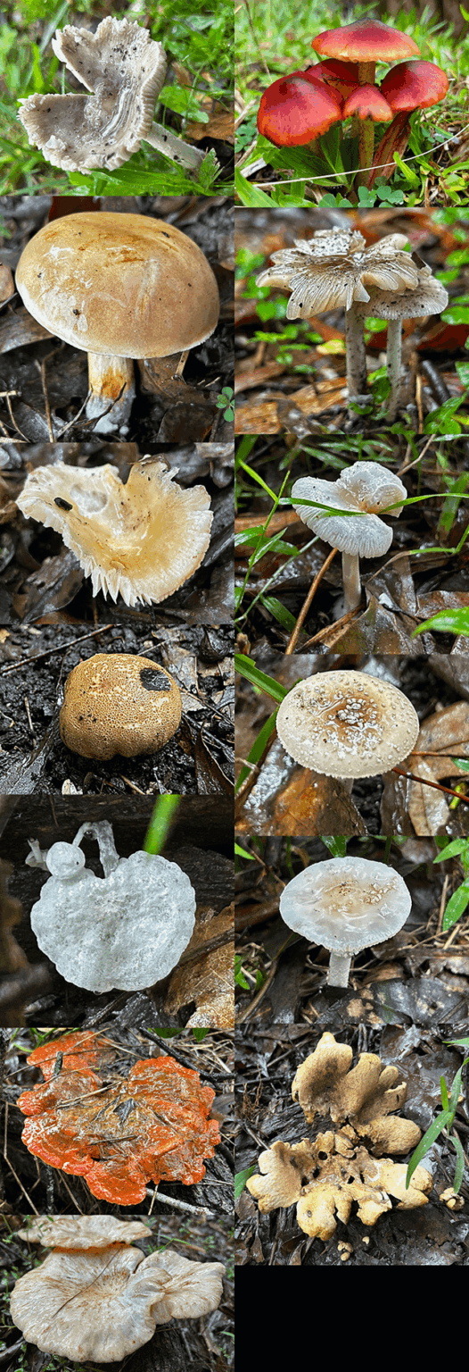'tis the season for fungi photos