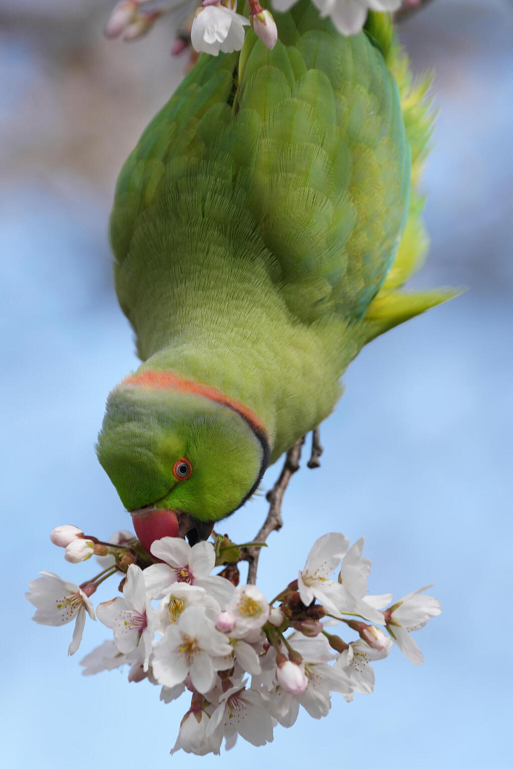 דררה מצויה בטבע אוכלת פריחה בפארק סנט ג׳יימס בלונדון