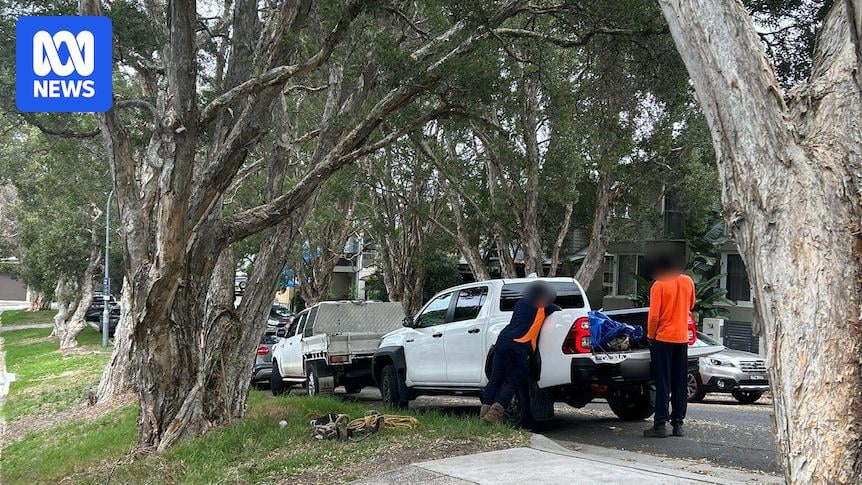 Bondi neighbourhood split over illegal chopping of tree in broad daylight