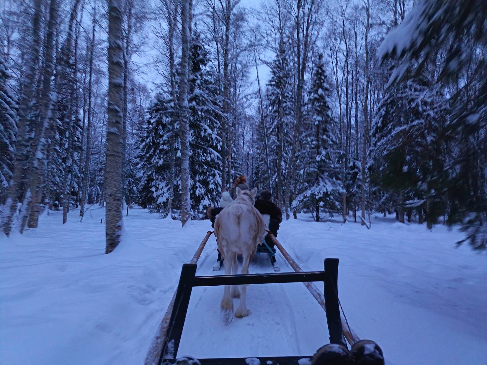 Reindeer Ride, Arkadia Reindeer Farm