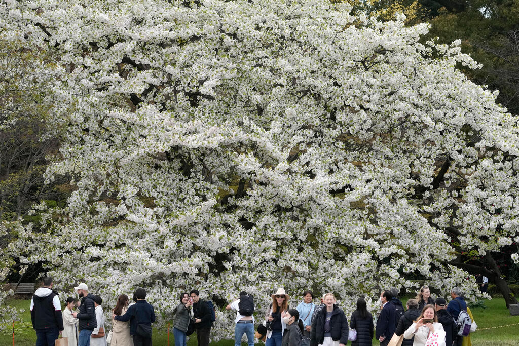 מבקרים נהנים מפריחת עצי הדובדבן מזן אמאגי יושינו בשיא פריחתם בגן בארמון הקיסרי בטוקיו