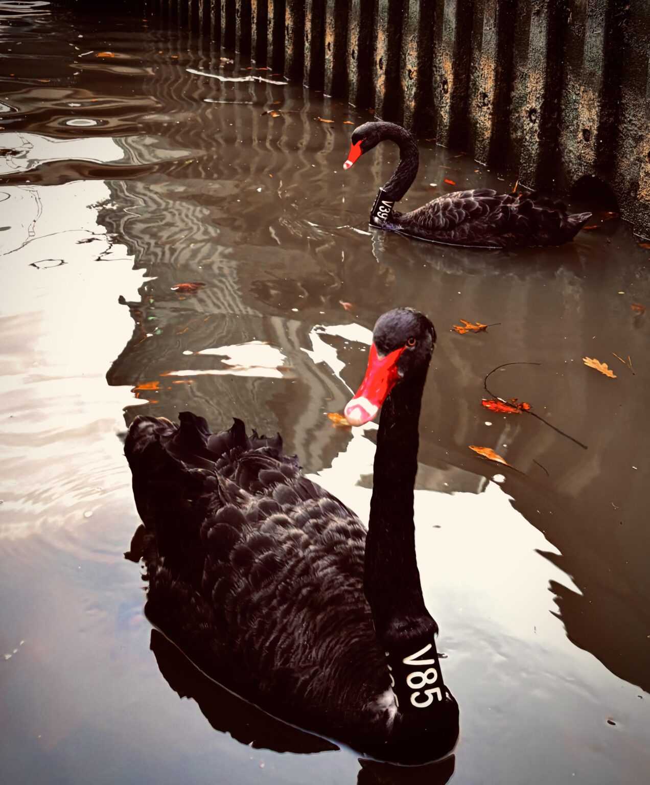 Black Swans on Yarra River