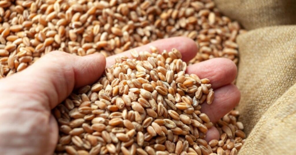 Romania will start, in a maximum of two months, to export grain to China. The announcement made by the Minister of Agriculture: "It's official!"
