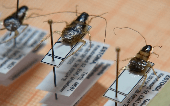 A species of cockroach was found in Tartu, which has not been found in the Baltic countries before