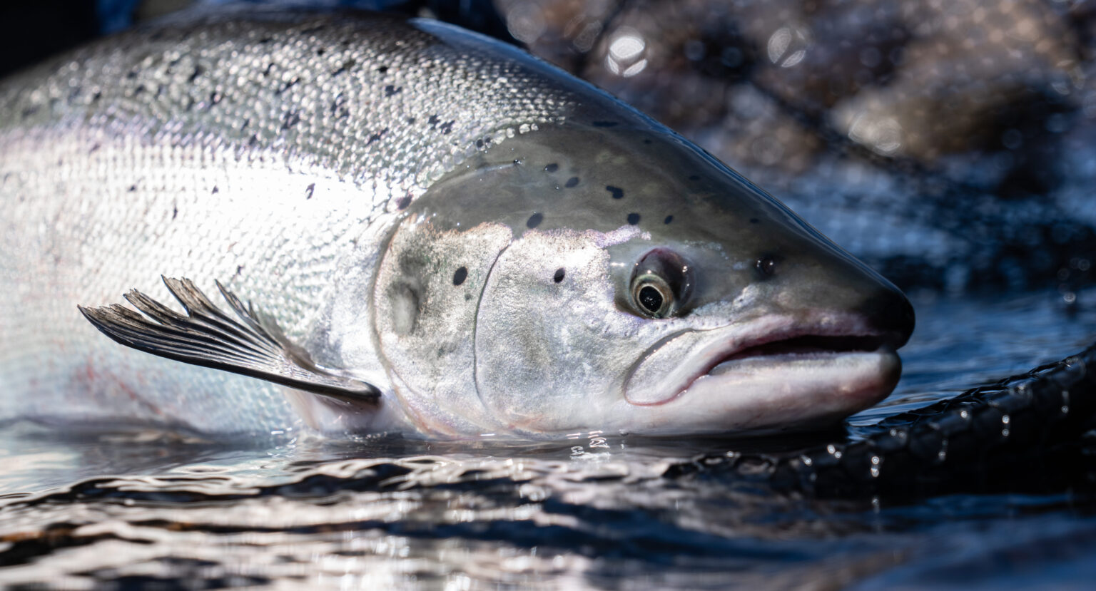 NASF day 2 recap: Iran war limited impact on Norway salmon sales; Camanchaca eyes strong European demand for mackerel