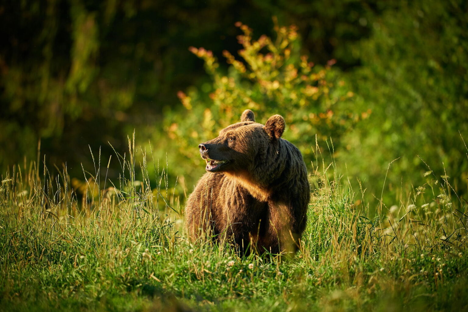Poland launches €3.7m scheme to protect bears and safeguard residents « Euro Weekly News