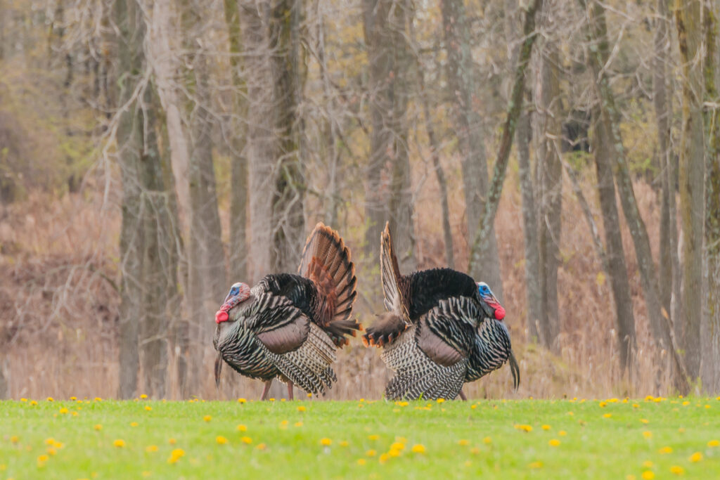 Things for Christian County hunters to know ahead of turkey season