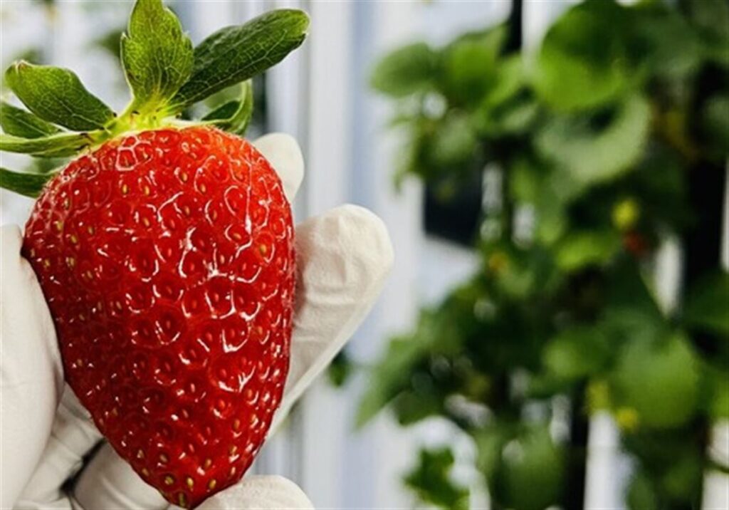 GetBlok grows Pittsburgh strawberries out of season with the help of technology
