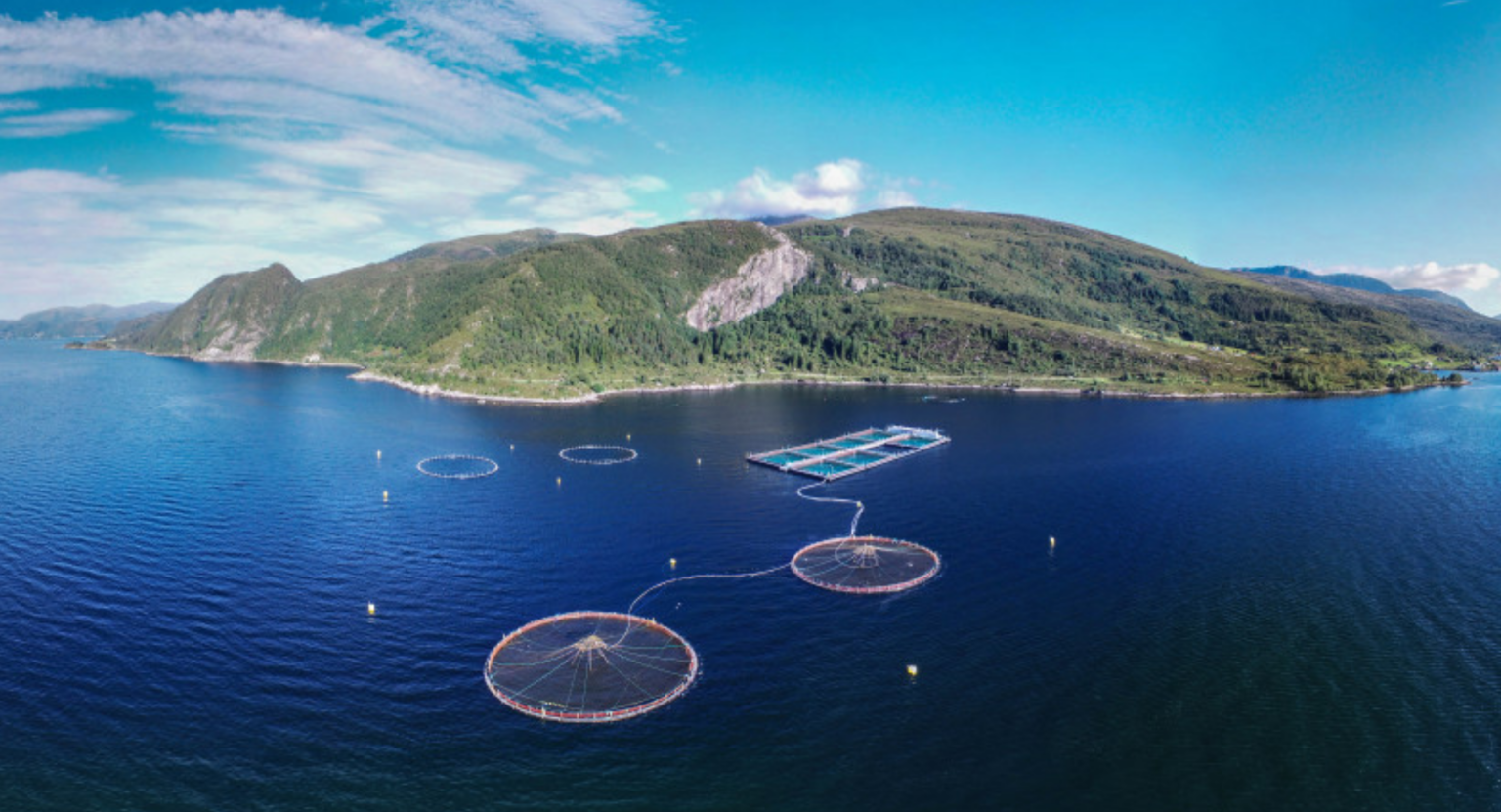 Norway salmon spot prices climb despite logistics chaos of Middle East conflict