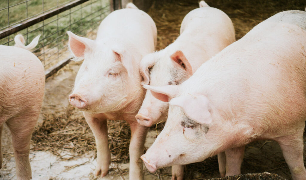 Pig farming crisis deepens in Romania and Moldova