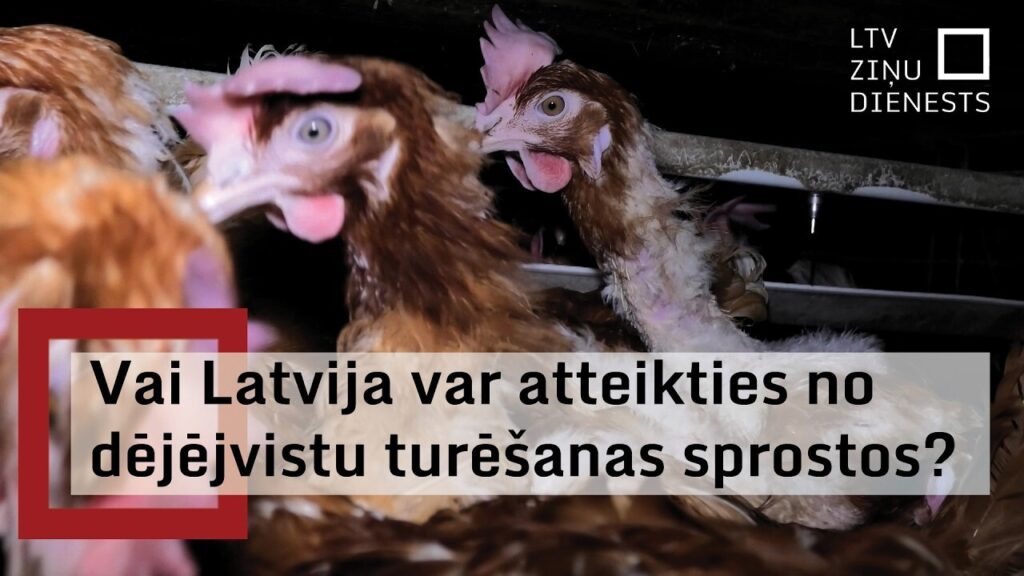Video puts cage farming of chickens back in the spotlight in Latvia / Article Video puts cage farming of chickens back in the spotlight in Latvia / Article