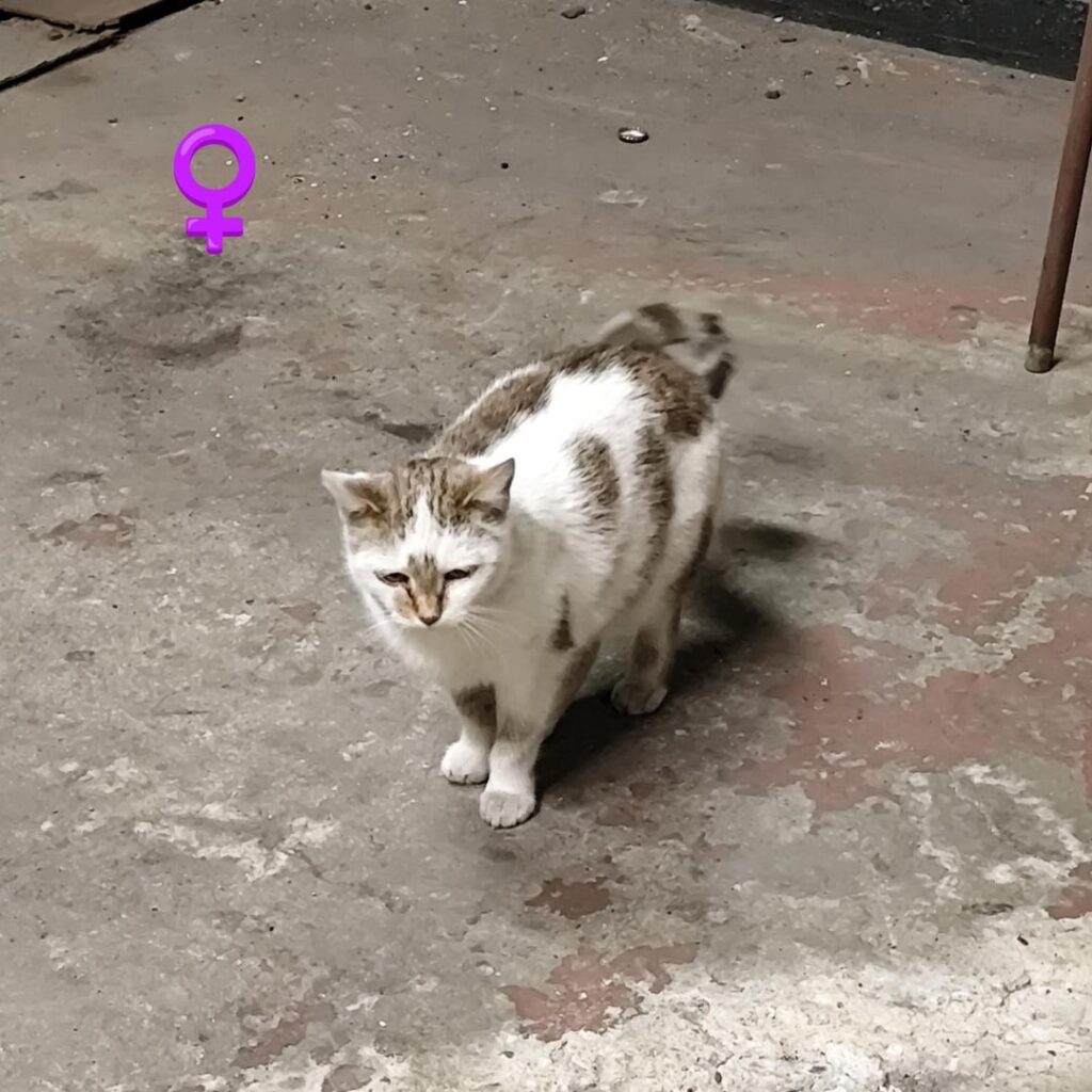 I need names for cats