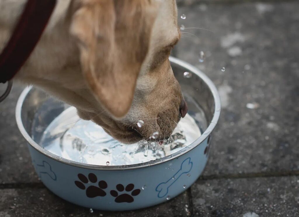 I am civil and have always voted blue - but this case means that I will vote red on Tuesday - Why do we have to find ourselves in a dead water environment as well as pesticides and nitrates in our drinking water, so that other countries can buy cheap Danish food?