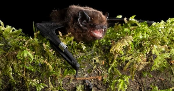 How a farmer shooting a burglar led to a major conservation discovery