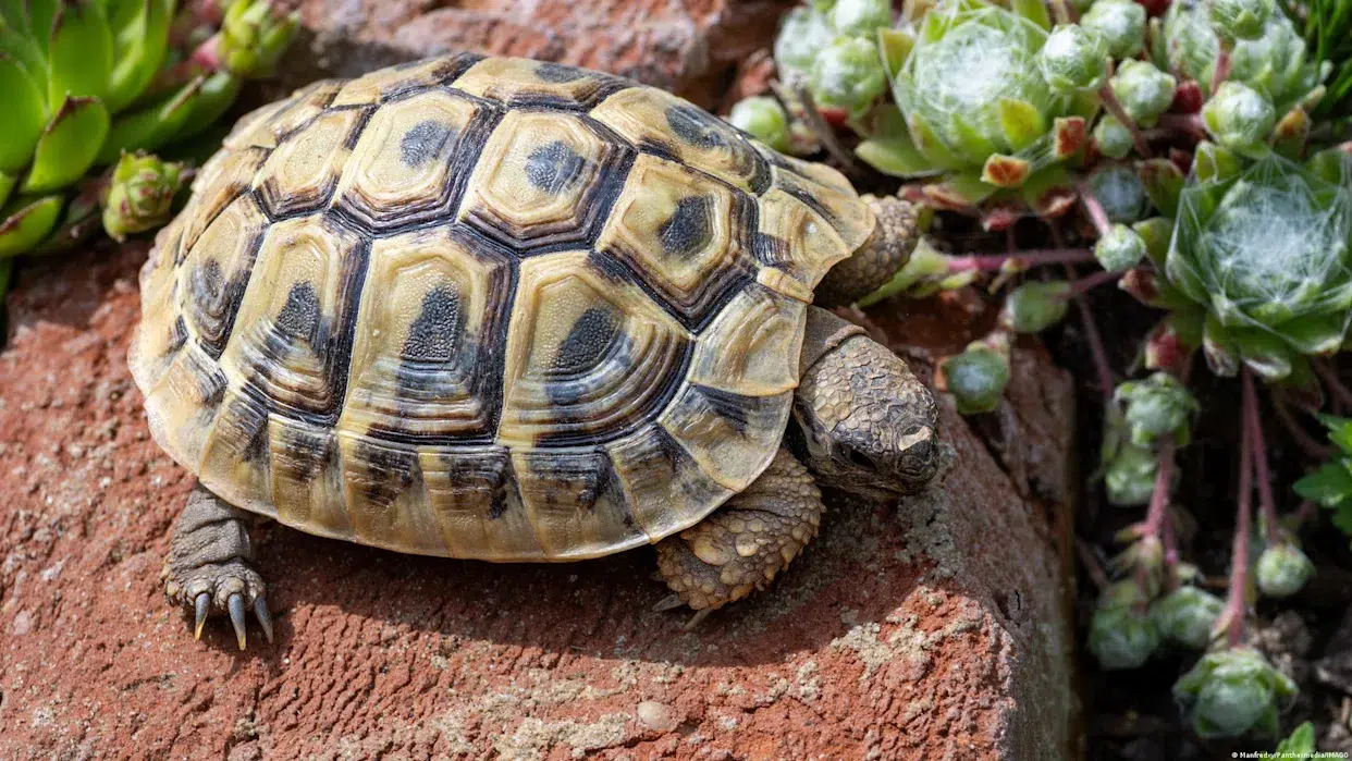 Hermann's tortoises