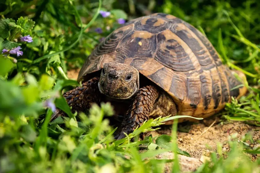Hermann's tortoises in North Macedonia: females throw themselves off cliffs to escape male harassment
