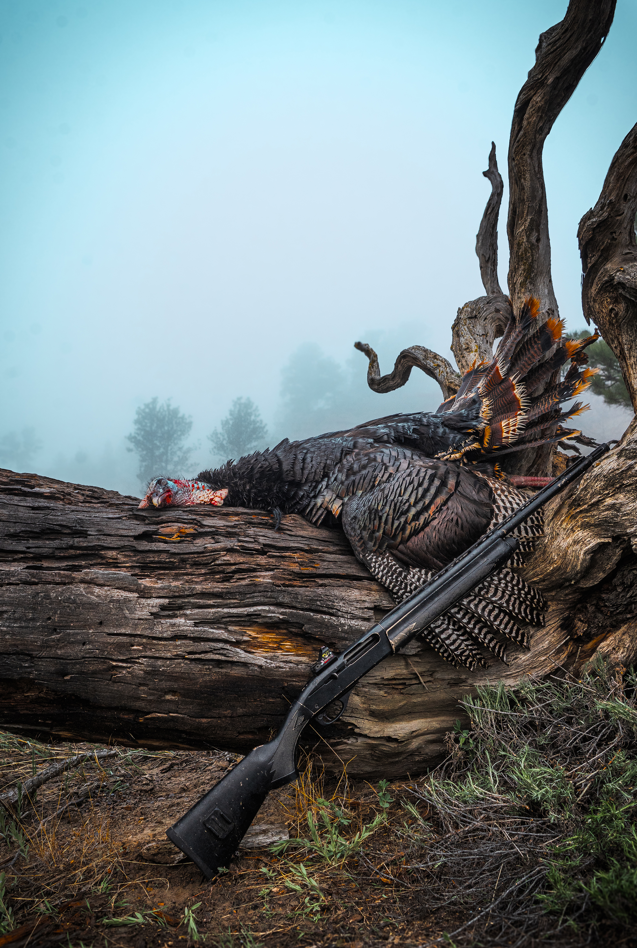 remington 1187
