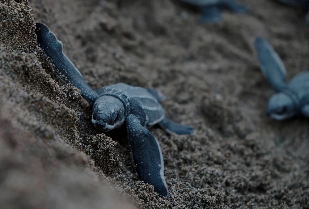 Young turtles moving on sand.