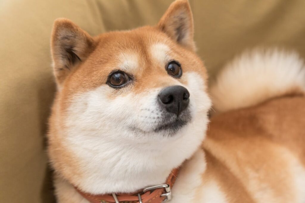 A Shiba Inu dog lying on a sofa.