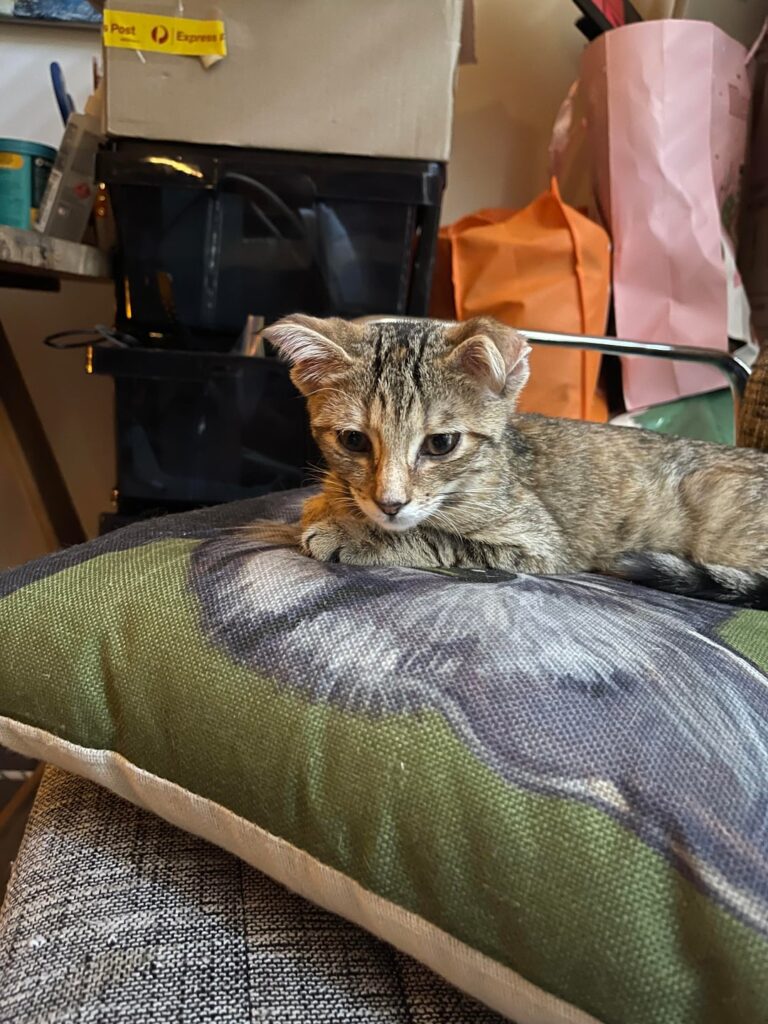 Are there any compound pharmacists interested in helping a few sick kittens?