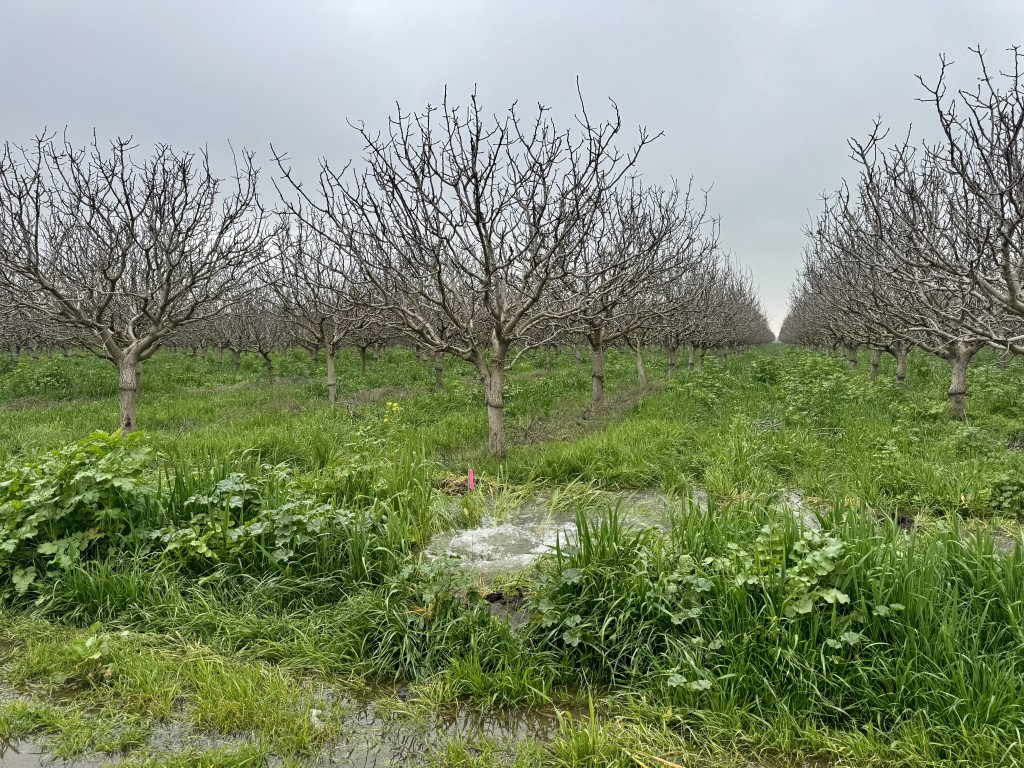 New on-farm recharge project with a soil health twist targets pistachio orchards in the San Joaquin Valley – SJV Water