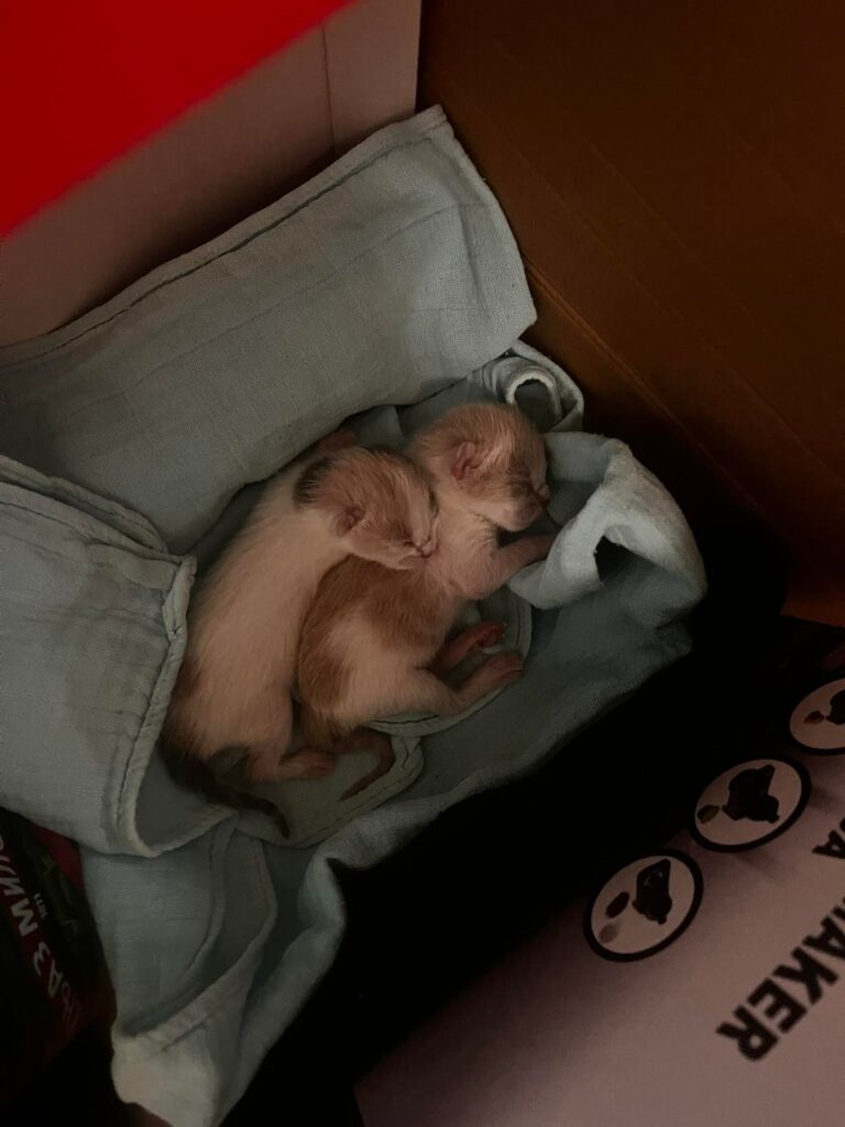 Two kittens were found tied up in a bag in the center