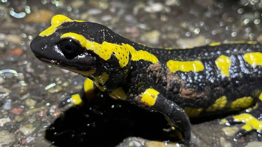 Drivers ignore closed road: hundreds of fire salamanders run over