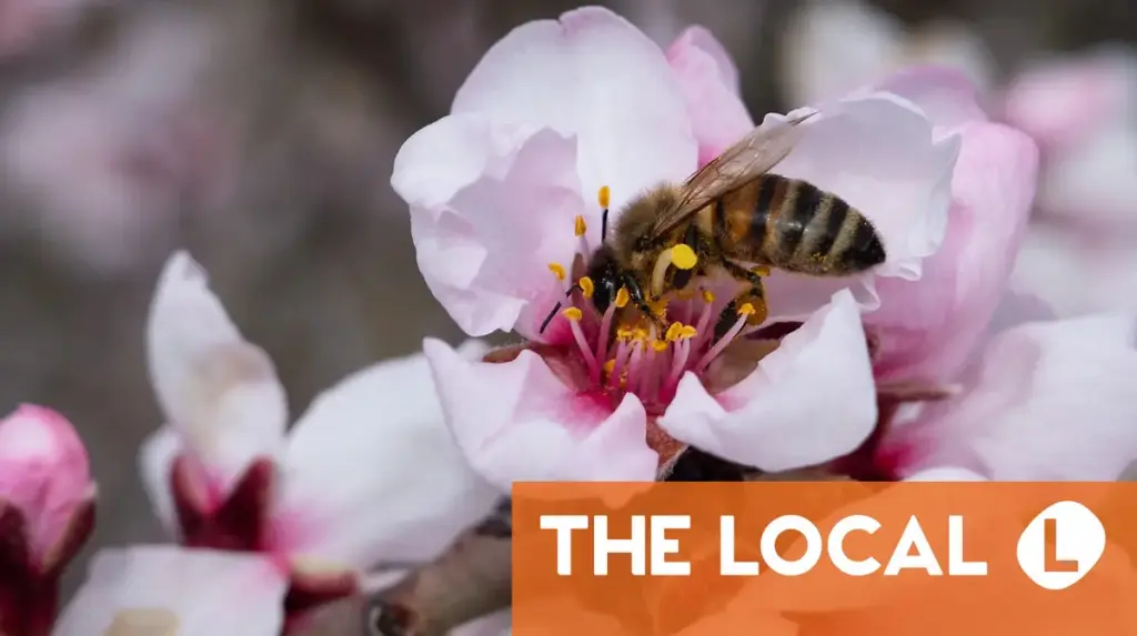 Citizenship, Spring, and the mystery of Ç — 6 essential articles for life in France