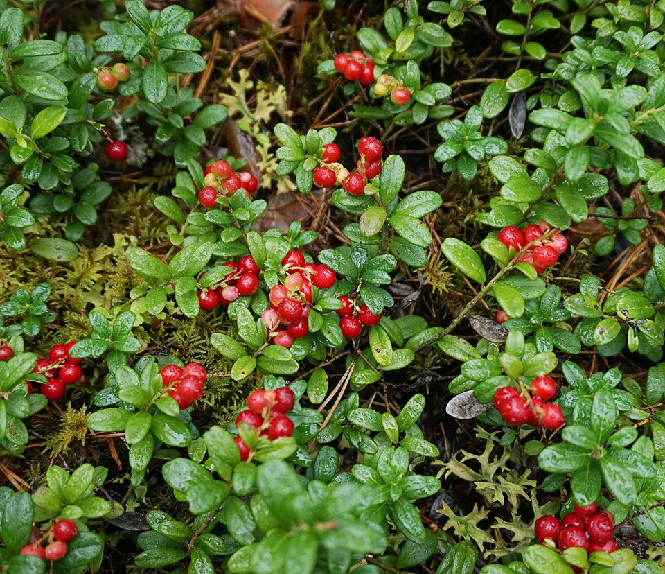 Visa requirements for berry pickers in Finland aim to prevent exploitation and trafficking Visa requirements for berry pickers in Finland aim to prevent exploitation and trafficking