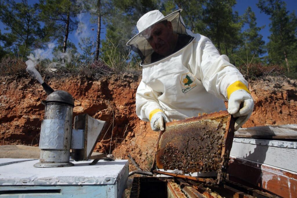 In Mugla, where roughly 80% of Türkiye’s pine honey production takes place, yields that had declined due to major wildfires have returned close to their historical average this year, thanks to favorable weather conditions, Nov. 4, 2025. (AA Photo )
