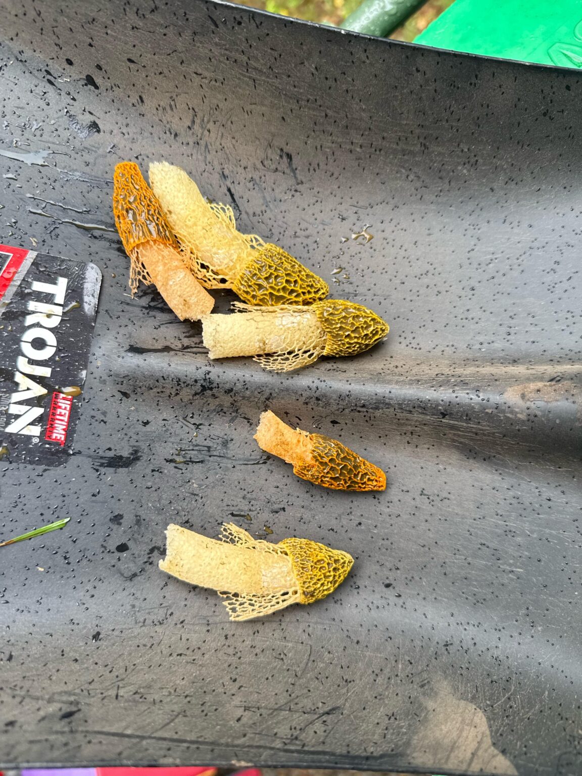 What on earth - toadstools? Not a fun-guy?