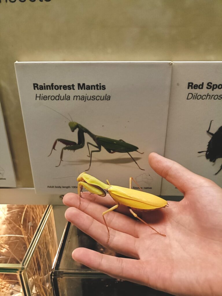 I showed my dog around the Melbourne Museum