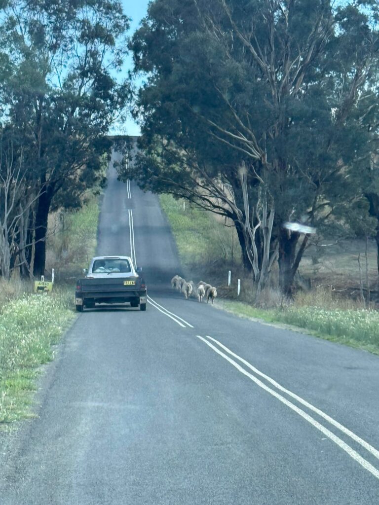 I’d take this over Sydney traffic any day