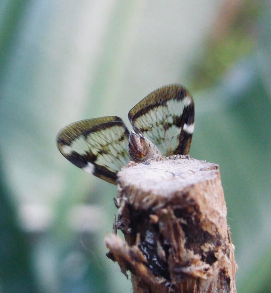 Moth (probably) in my garden