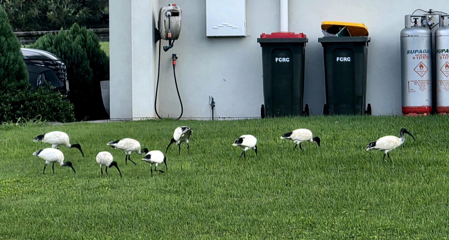 You can tell these are from the country, they're completely ignoring the bins.