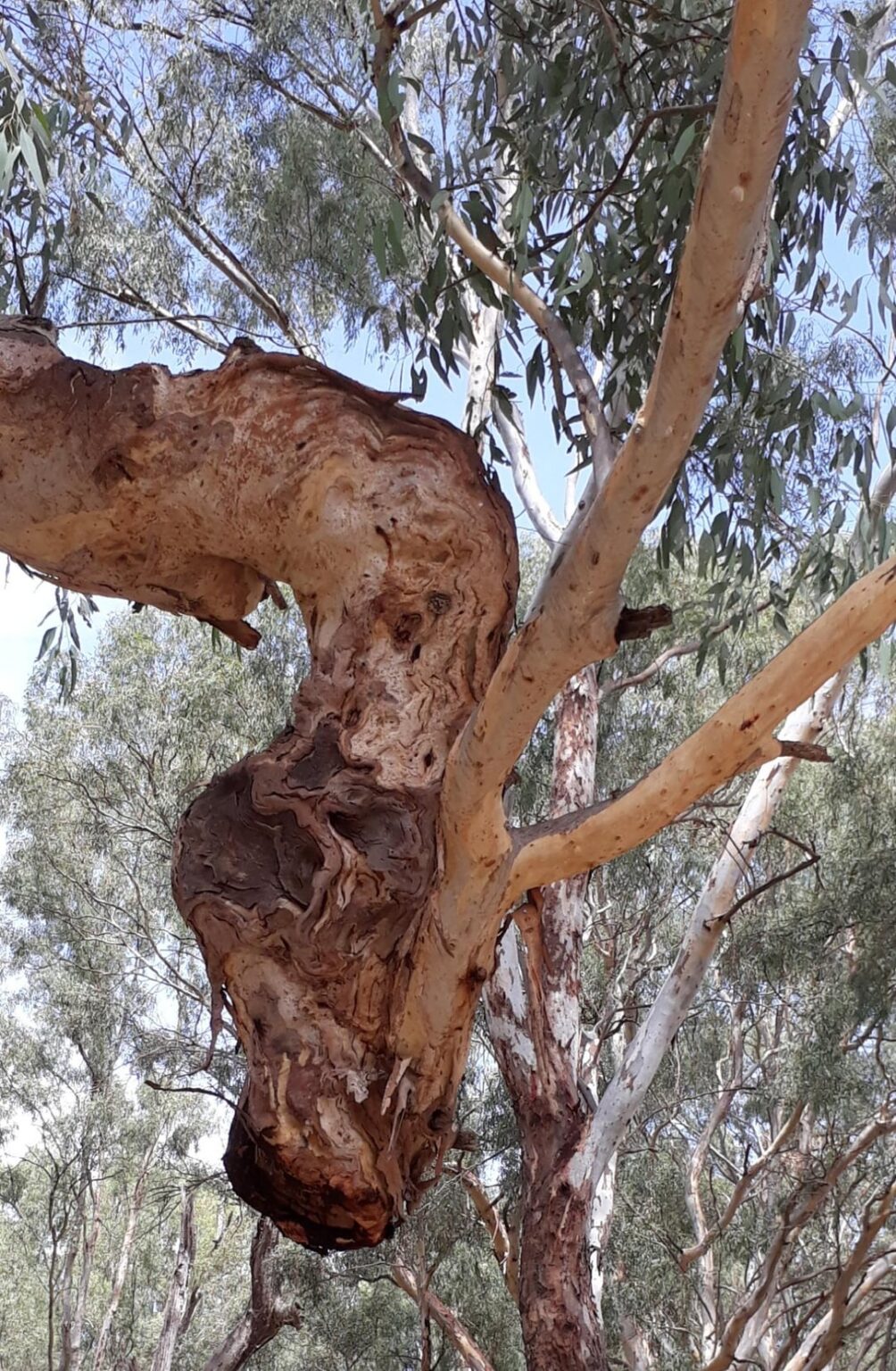 The dragon's head - Murray River in north Western Victoria