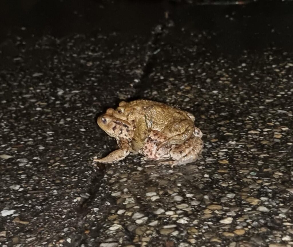 I found a double decker!! :D