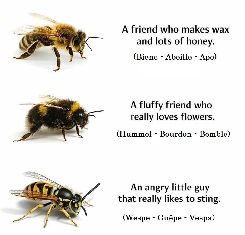Spring is coming! Don't confuse them 🌸🐝