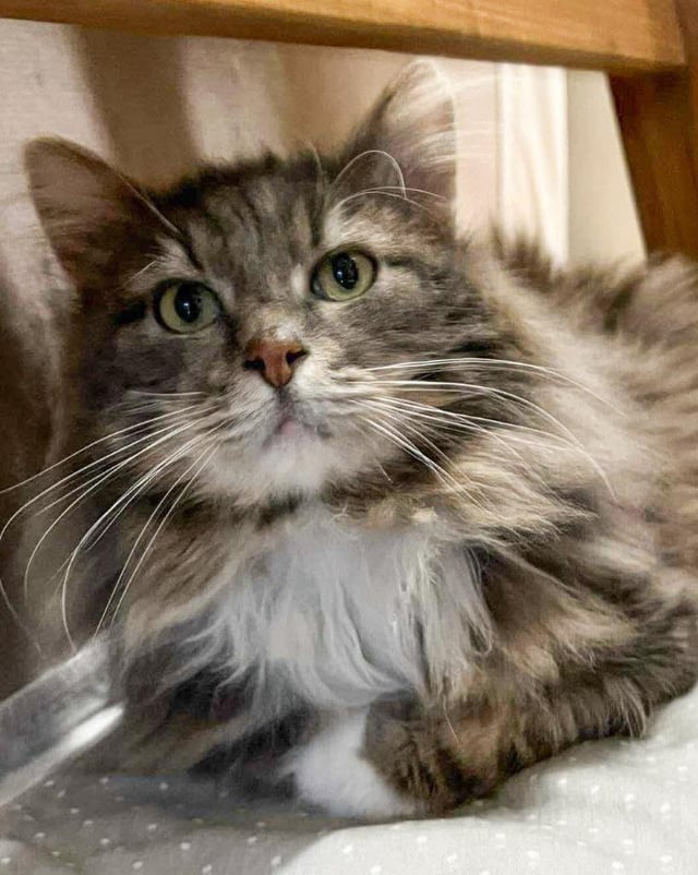 🧸Adopt floofy Teddy!! 🧸
