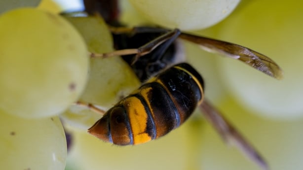 An image of an Asian hornet on a punnet of grapes