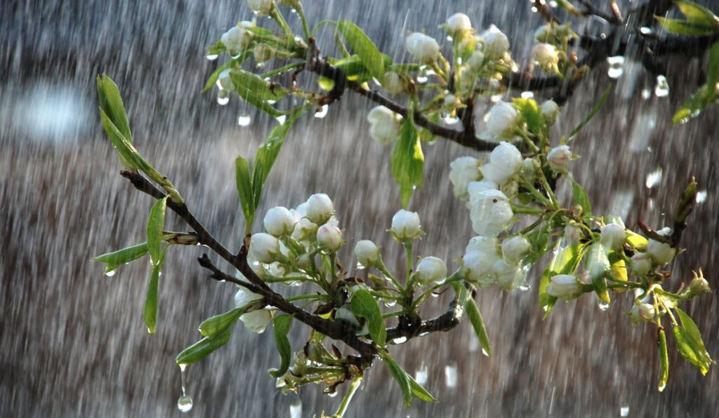 Precipitation is expected in some regions